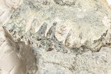 Bargain, Fossil Oreodont (Merycoidodon) Skull - South Dakota #243588-2
